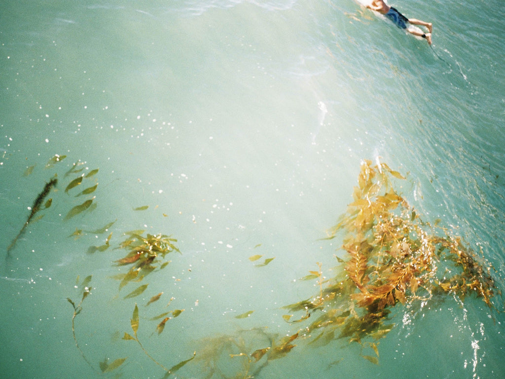 How kelp can heal the planet