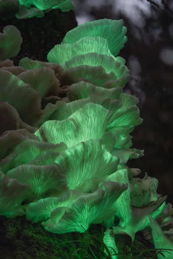 Earthcore: The Mysterious World of Bioluminescent Mushrooms