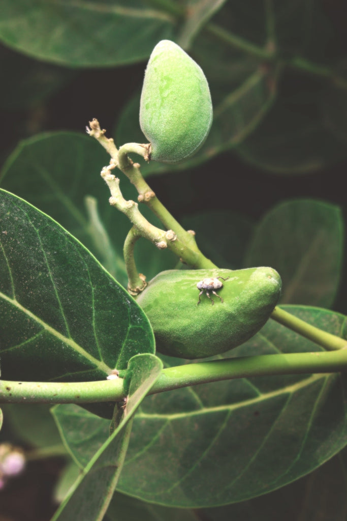 Kakadu Plum, nature's most potent source of Vitamin C